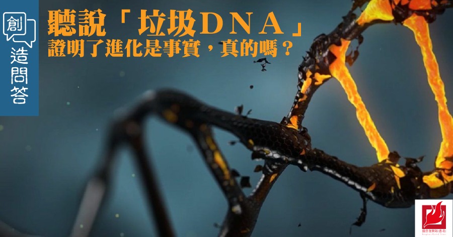聽說「垃圾DNA」證明了進化是事實，真的嗎？-【創造問答】專欄