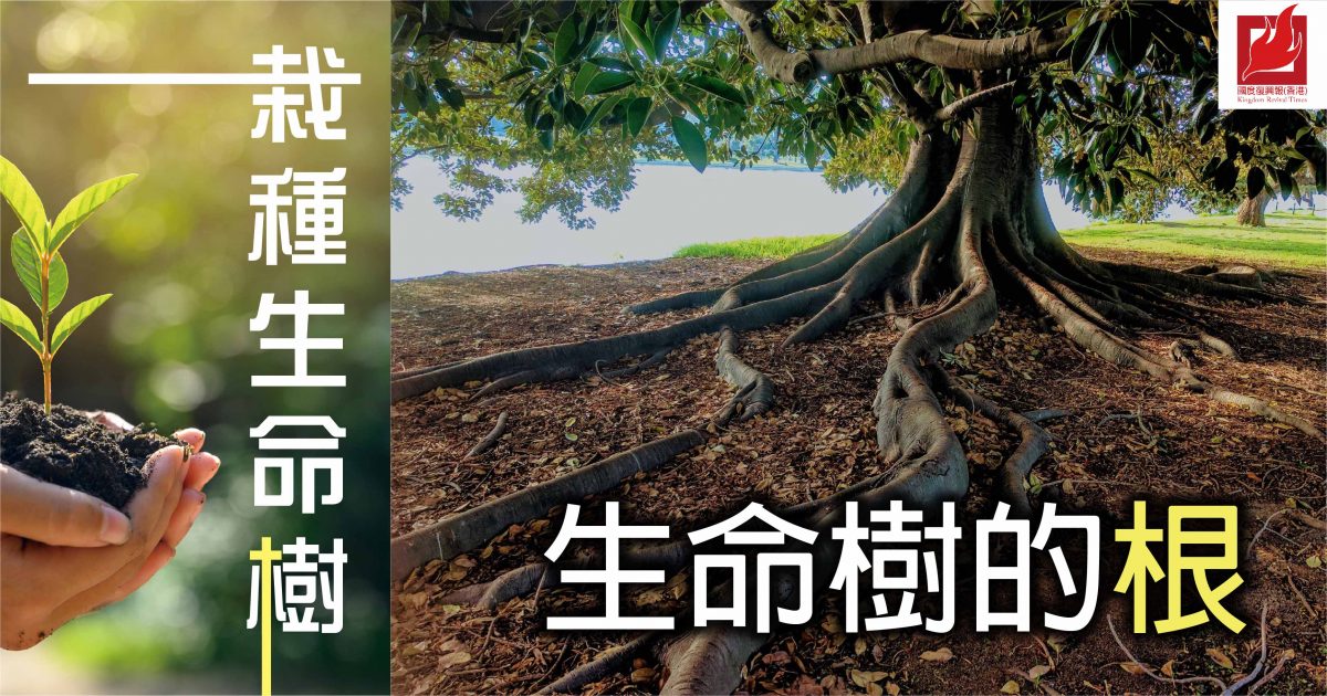 生命樹的根 – 【栽種生命樹】專欄
